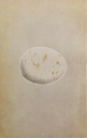 Professionally Mounted Original Antique (c1875) Chromolithograph - Egg of an Erne