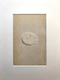 Professionally Mounted Original Antique (c1875) Chromolithograph - Egg of an Erne