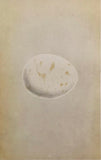 Professionally Mounted Original Antique (c1875) Chromolithograph - Egg of an Erne
