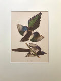 Professionally Mounted Vintage Audubon Chromolithograph - American Magpie