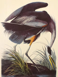 Professionally Mounted Vintage Audubon Chromolithograph - Great Blue Heron