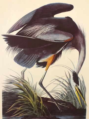 Professionally Mounted Vintage Audubon Chromolithograph - Great Blue Heron