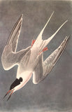 Professionally Mounted Vintage Audubon Chromolithograph - Roseate Tern