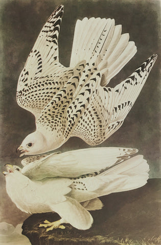 Professionally Mounted Vintage Audubon Chromolithograph - White Gyrfalcon