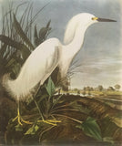 Professionally Mounted Vintage Audubon Chromolithograph - Snowy Egret
