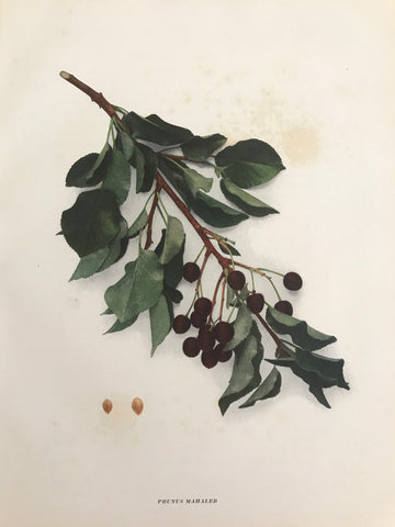 Professionally Mounted Original Antique (c1915) Chromolithograph  - Cherry (Prunus mahaleb)