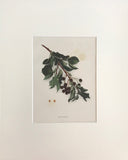 Professionally Mounted Original Antique (c1915) Chromolithograph  - Cherry (Prunus mahaleb)