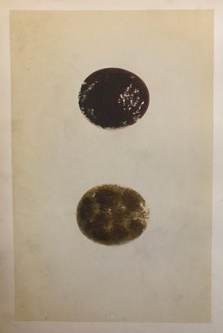 Professionally Mounted Original Antique (c1875) Chromolithograph - Eggs of a Honey Buzzard