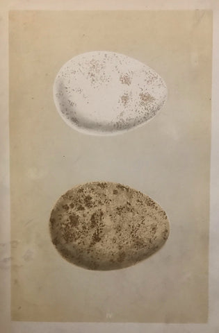 Professionally Mounted Original Antique (c1875) Chromolithograph - Eggs of a Golden Eagle
