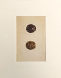 Professionally Mounted Original Antique (c1875) Chromolithograph - Eggs of a Honey Buzzard