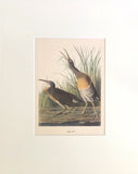 Professionally Mounted Vintage Audubon Chromolithograph - Clapper Rail
