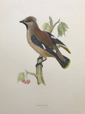 Professionally Mounted Original Antique (c1870) Hand Coloured Plate - Waxwing