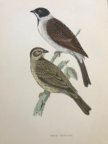 Professionally Mounted Original Antique (c1870) Hand Coloured Plate - Reed Bunting