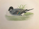 Professionally Mounted Original Antique (c1870) Hand Coloured Plate - Pintail