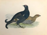 Professionally Mounted Original Antique (c1870) Hand Coloured Plate - Black Grouse