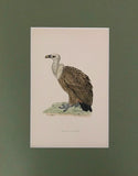 Professionally Mounted Original Antique (c1870) Hand Coloured Plate - Griffon Vulture