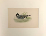 Professionally Mounted Original Antique (c1870) Hand Coloured Plate - Pintail