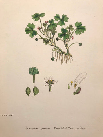 Professionally Mounted Original Antique (c1883) Hand Coloured Plate - Ranunculus tripartitus