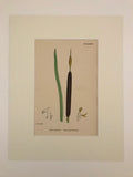 Professionally Mounted Original Antique (c1883) Hand Coloured Plate - Typha angustifolia