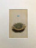 Professionally Mounted Original Antique (c1875) Chromolithograph - Nest and Egg of a Pied Flycatcher