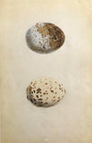 Professionally Mounted Original Antique (c1875) Chromolithograph - Egg of a Buzzard