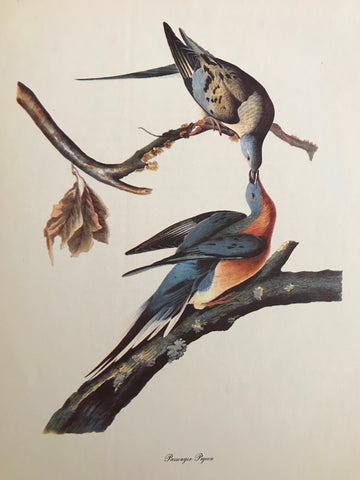 Professionally Mounted Vintage Audubon Chromolithograph - Passenger Pigeon