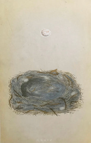 Professionally Mounted Original Antique (c1875) Chromolithograph - Nest and Egg of a Marsh Tit