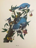 Professionally Mounted Vintage Audubon Chromolithograph - Blue Jay