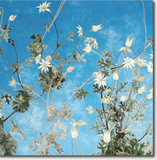 Cressida Campbell Card Pack - Blue Sky and Clouds